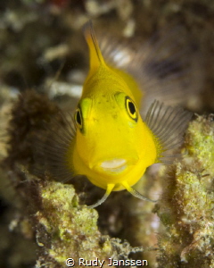 Blackspot Coralblenny? by Rudy Janssen 